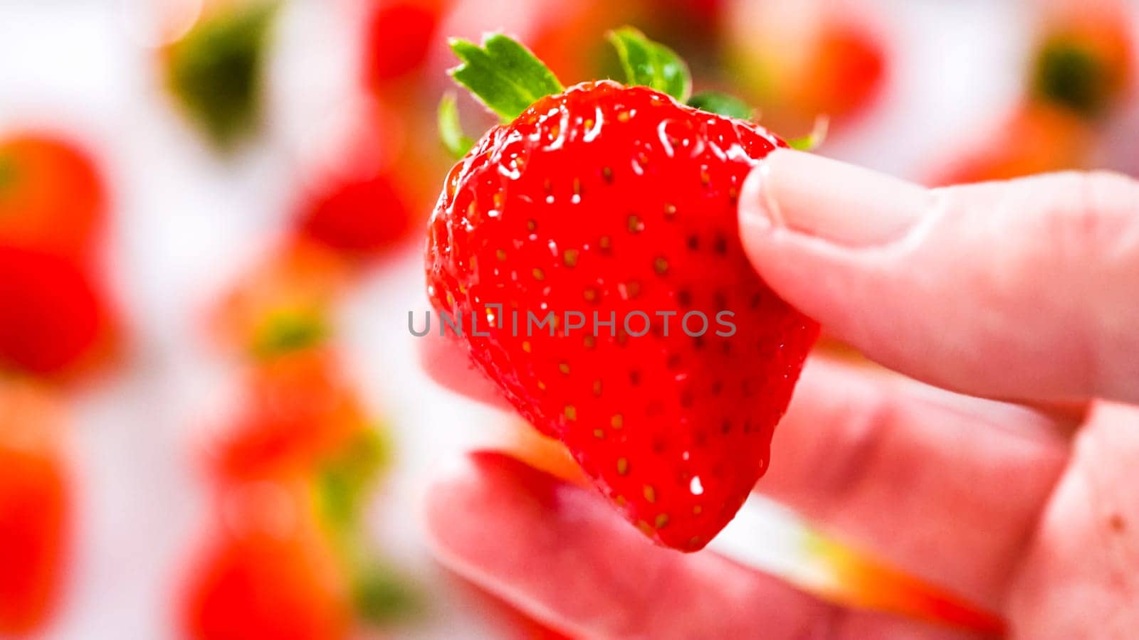 Juicy red strawberries, freshly washed, are spread out to dry on a baking sheet, carefully lined with paper towels to absorb excess moisture and prevent mold.