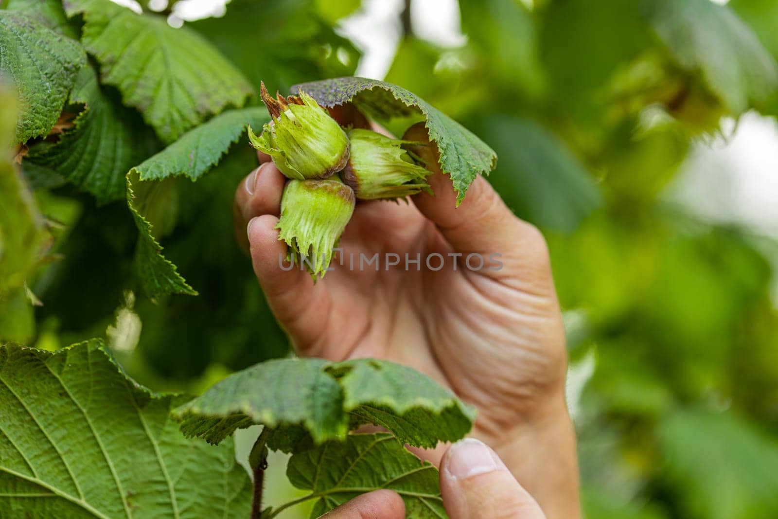 Close-up of male farmer hands plucks collects ripe hazelnuts from a deciduous hazel tree bunch in garden. Growing raw nuts fruit on plantation field. Harvest autumn farm time. Healthy natural eco food