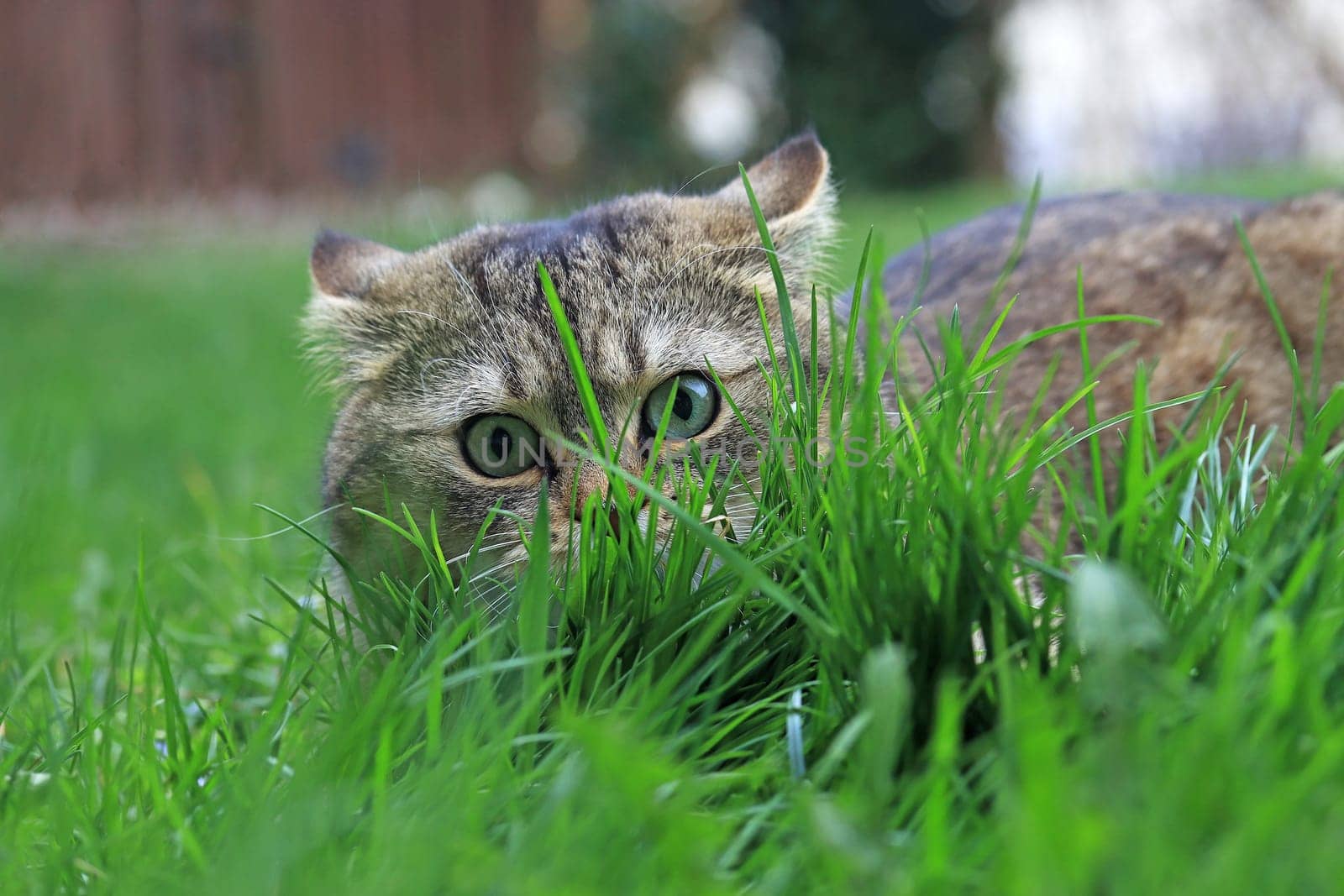 A small cat hides behind blades of grass with a funny look
