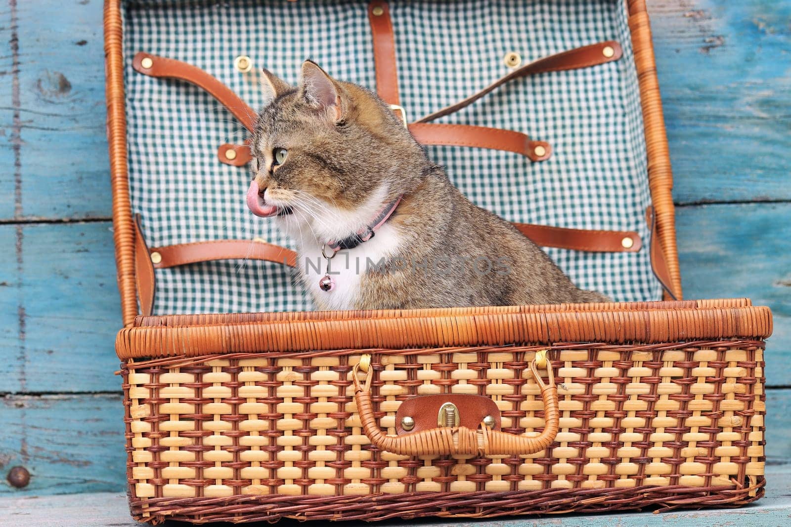 Vacation with pets. A cat sits in a suitcase and licks its nose
