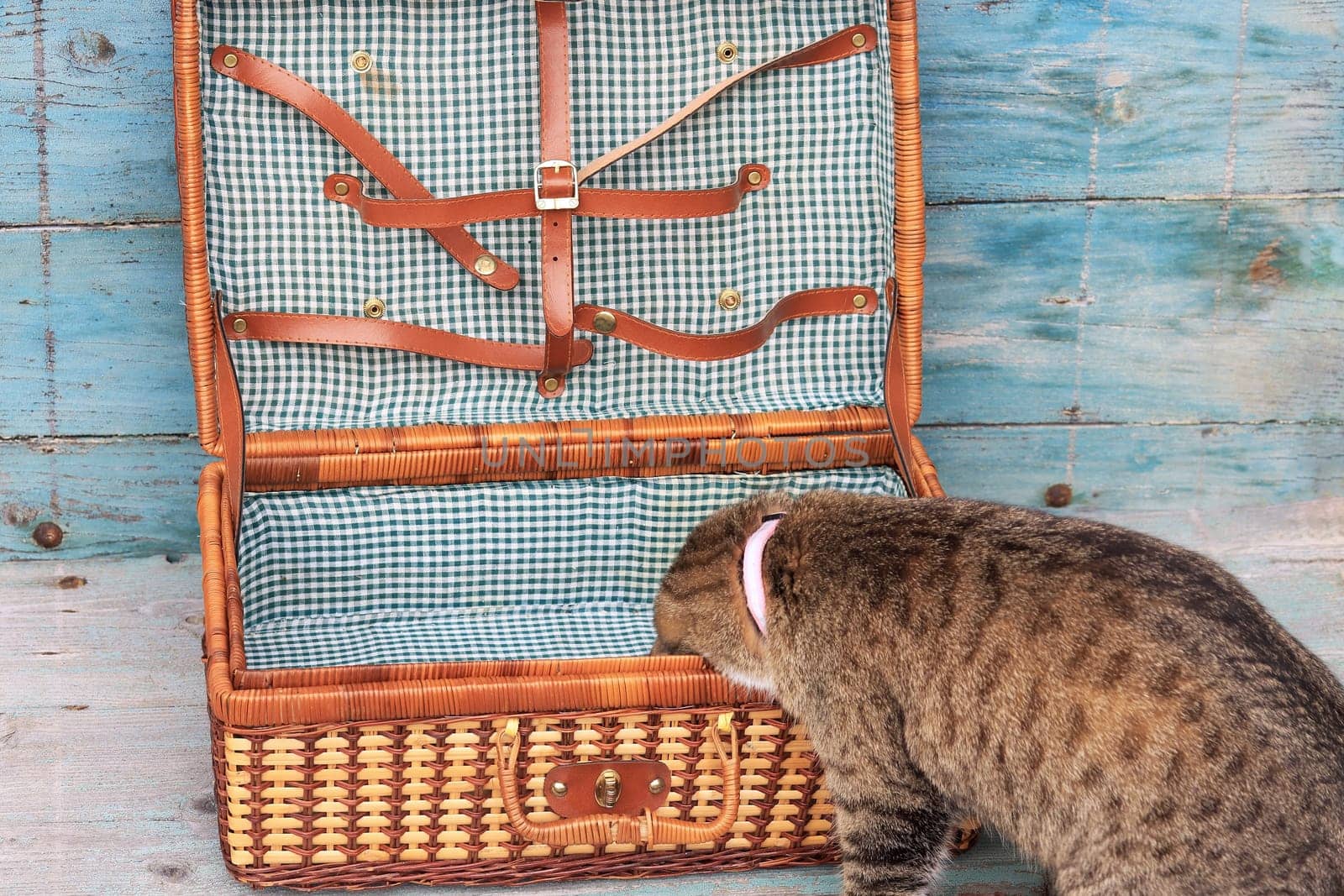A small cat doesn't want to go on vacation