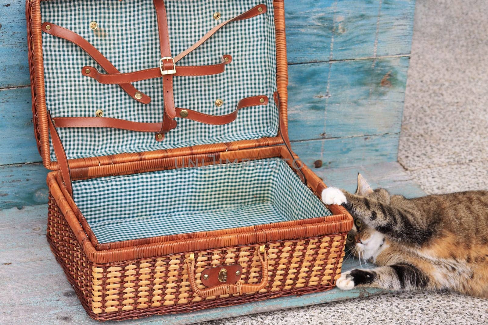 A small cat doesn't want to go on vacation