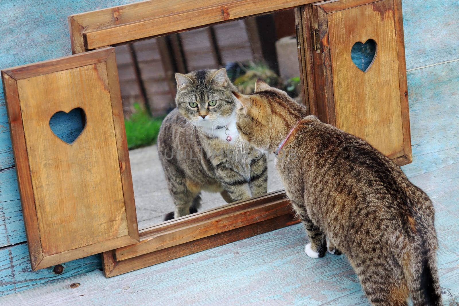 A pretty little cat looks at itself in the mirror