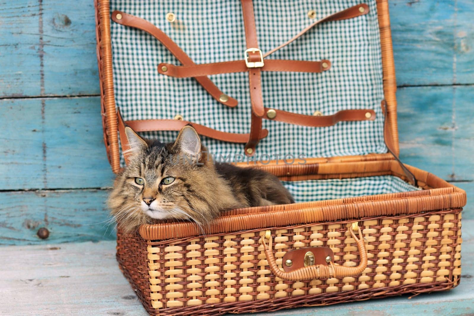 Vacation with pets. A cat lies in an old suitcase