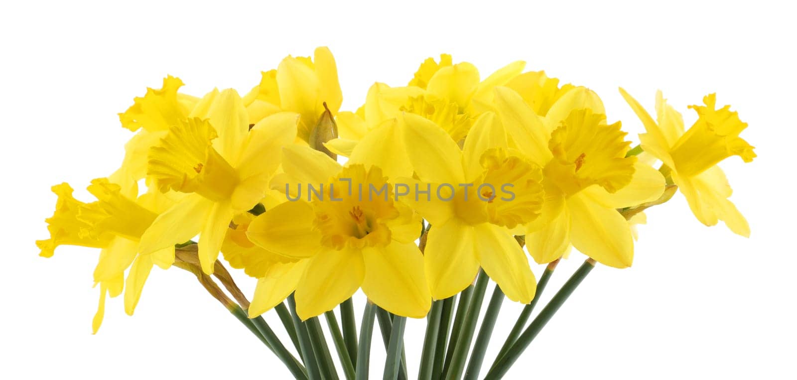 A bouquet of yellow daffodils Lent Lily Narcissus