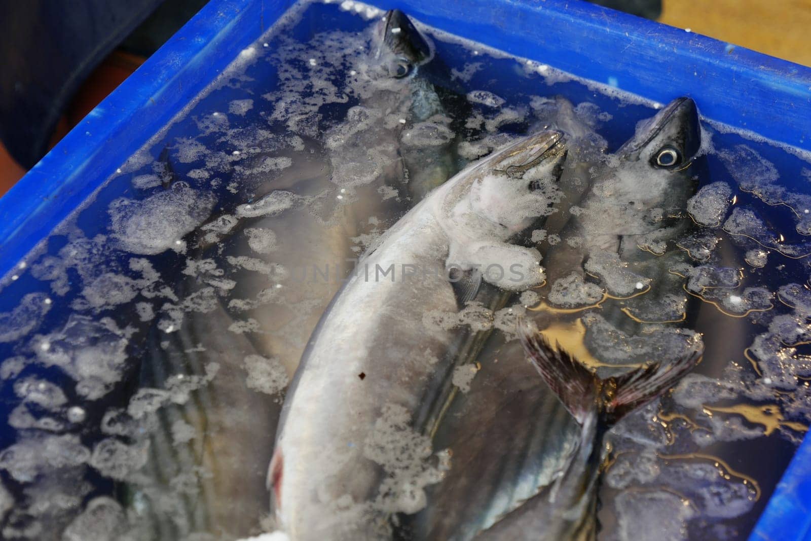 Fish lie on ice at a market, showcasing freshness for buyers early in the day.
