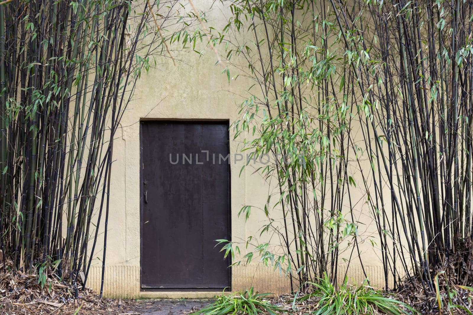 Closed black metal street door in plaster beige wall with bamboo bushes, banner with a copy space.
