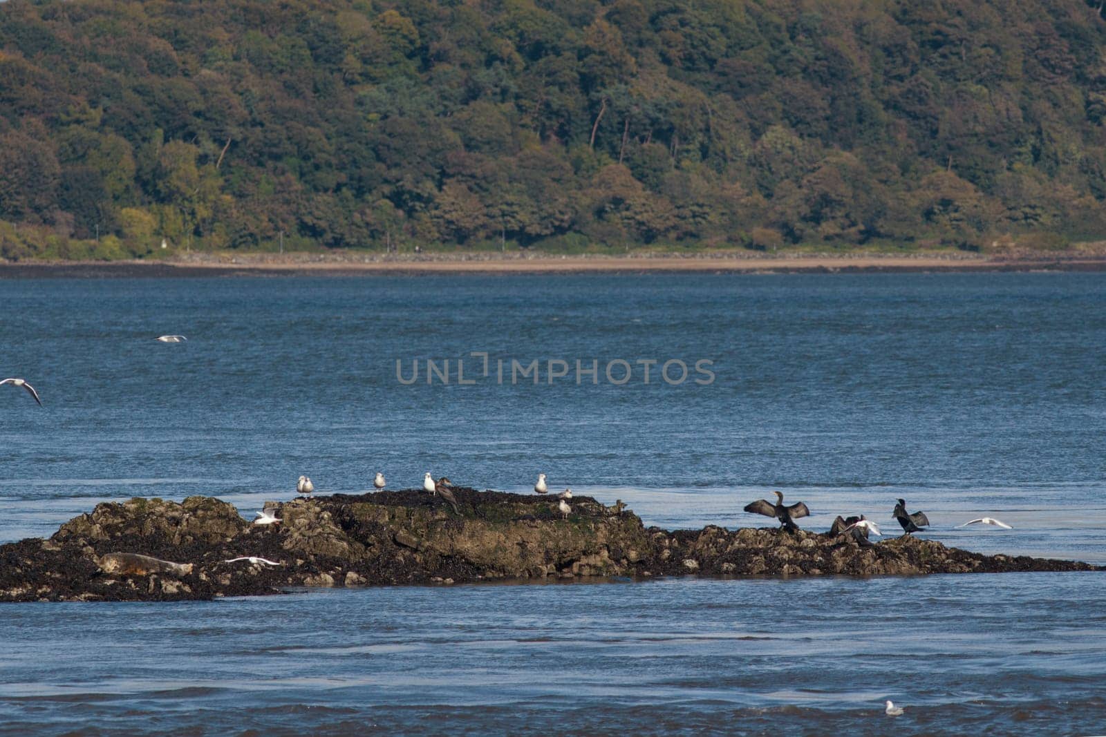 Various sea birds on the ocean rock, telephoto shot