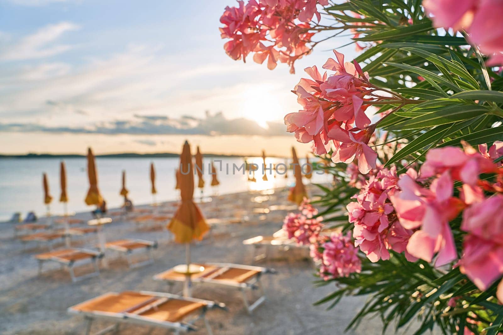 Pink oleander flowers at an empty beach at sunset
