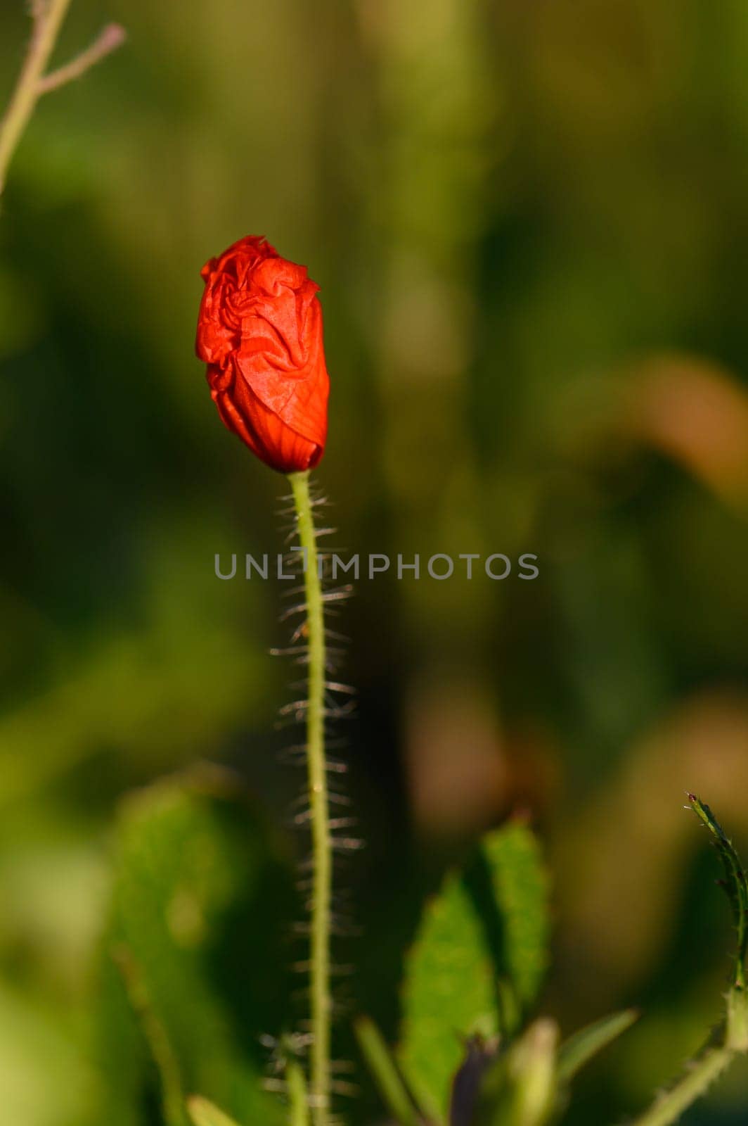 Vibrant red flower bud stands tall amidst lush green foliage, bathed in warm sunlight on a clear spring day, hinting at its forthcoming bloom in the natural landscape.