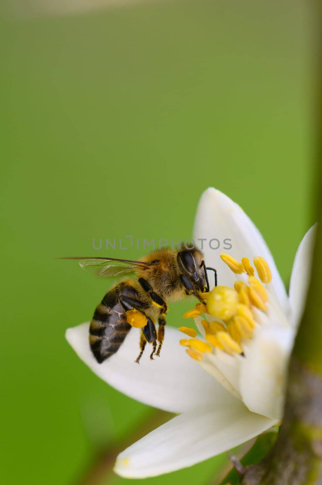 In a serene garden bathed in gentle sunlight, a honey bee diligently collects nectar from a pristine white flower.