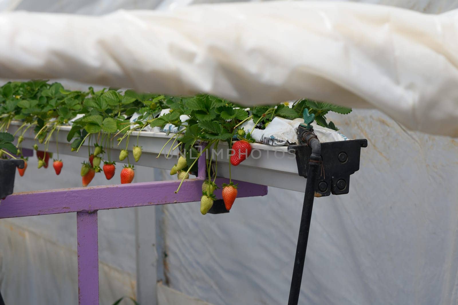 Rows of lush strawberry plants hang from elevated planters inside a greenhouse. Bright red berries dangle alongside green buds, showcasing nature bounty during a warm season.