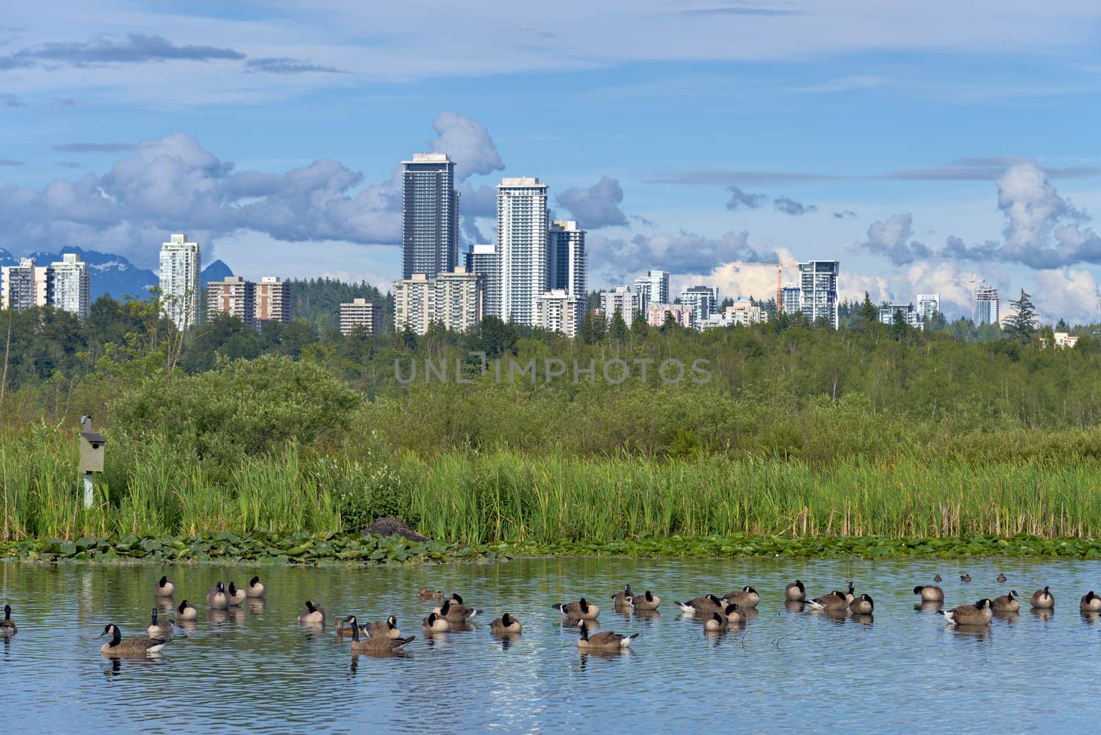 View at Lougheed city center from Burnaby lake neighbourhood with ducks on the water
