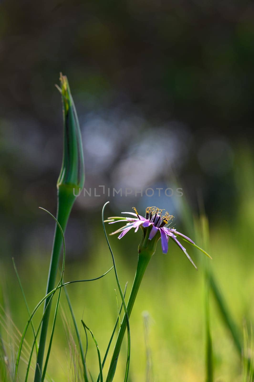 A vibrant wildflower stands proudly among lush grass, its delicate purple petals catching the soft light of the golden hour. Nearby, a budding stem reaches for the sun, creating a serene atmosphere.