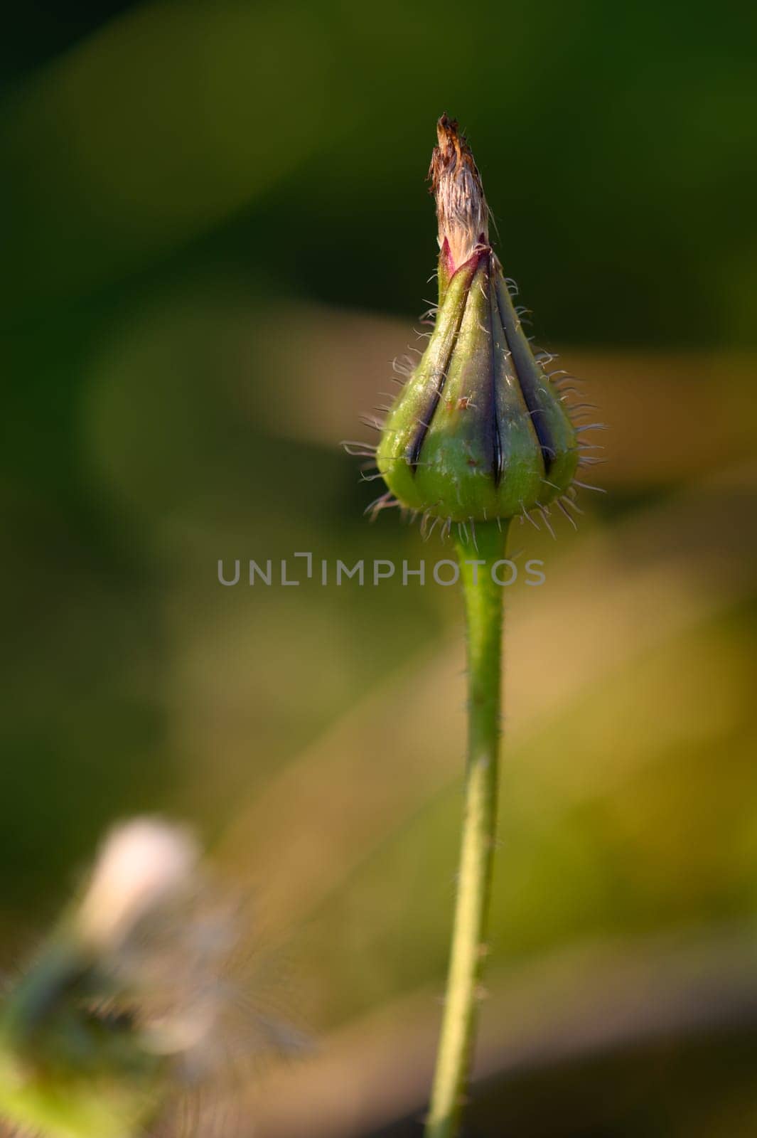 A slender flower bud stands tall, surrounded by a blur of lush greenery, hinting at a vibrant bloom. Soft sunlight warms its surface, revealing intricate textures and colors.