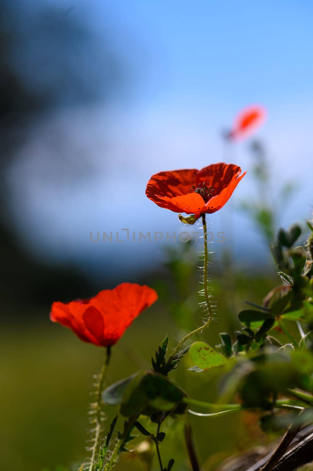Delicate red poppies stand tall in a vibrant green field, dancing lightly in the warm summer breeze under a clear blue sky, showcasing nature's vivid colors and beauty.