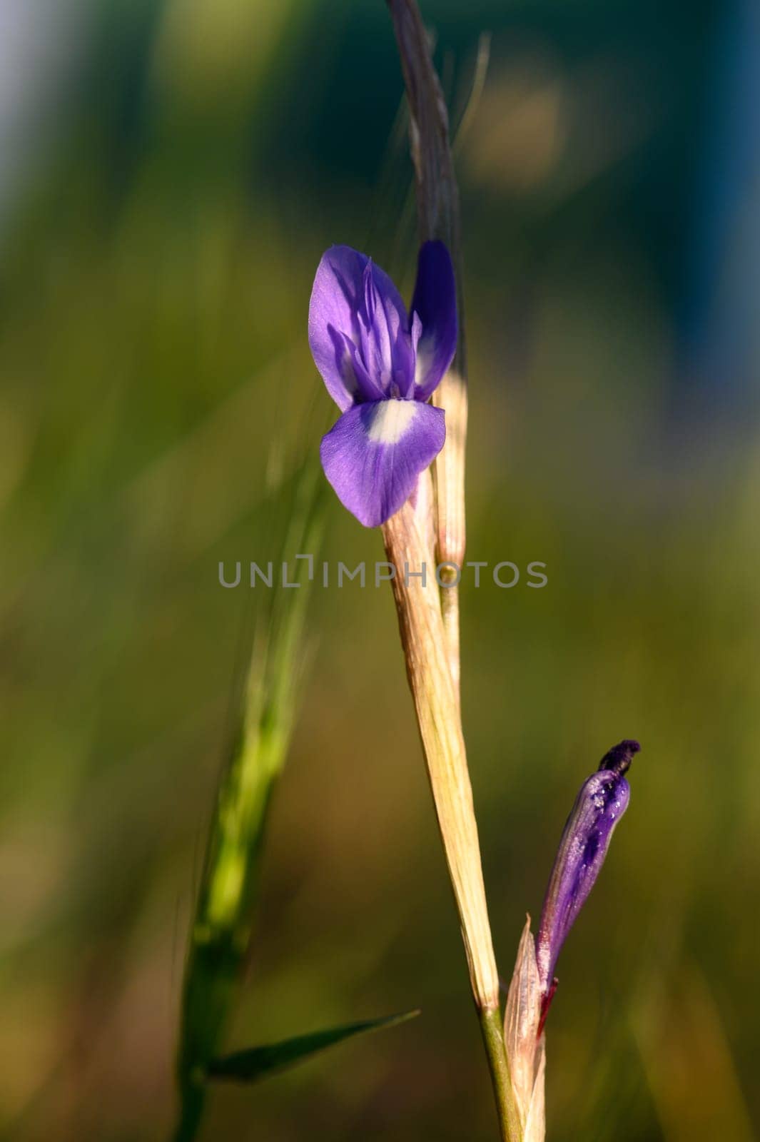 A delicate purple wildflower stands tall amidst vibrant greenery, catching rays of sunlight as it sways gently in a warm afternoon breeze, symbolizing nature's beauty and tranquility.