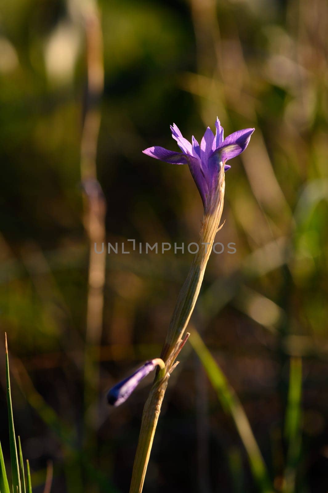 A vibrant purple flower stretches towards the warm sunlight, surrounded by gentle grass blades and a serene, blurred background that captures the tranquility of nature at dusk.