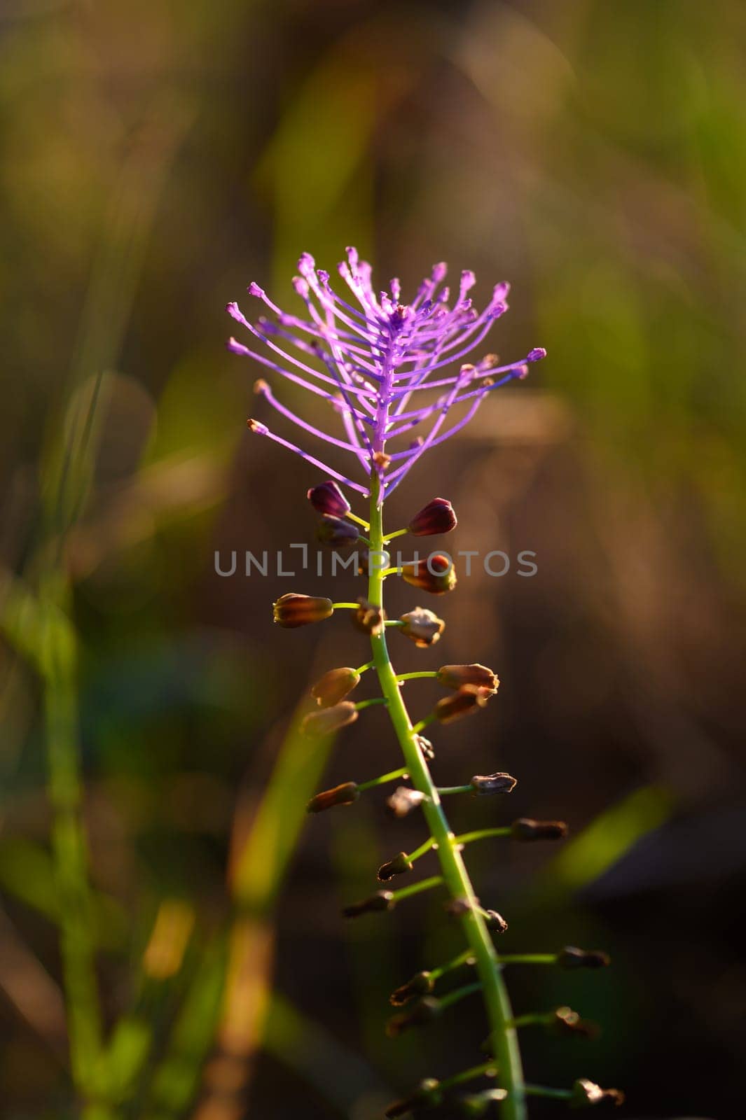 A vibrant purple flower emerges gracefully amidst rich green foliage, catching the warm golden light of the setting sun. This tranquil moment highlights nature's beauty and harmony.