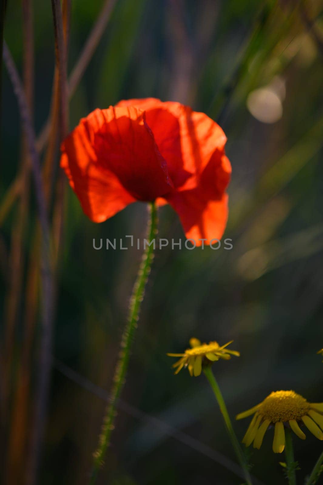 A striking red poppy stands tall, illuminated by the warm light of dusk, surrounded by cheerful yellow wildflowers in a tranquil meadow, creating a picturesque and serene atmosphere.