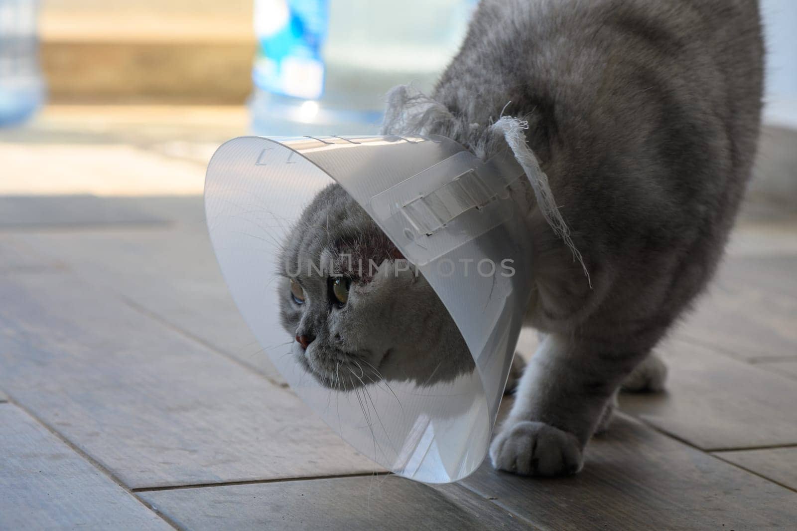 A curious cat donning a protective cone wanders through a cozy living room. Soft sunlight fills the space, highlighting its unique fur pattern and inquisitive expression.