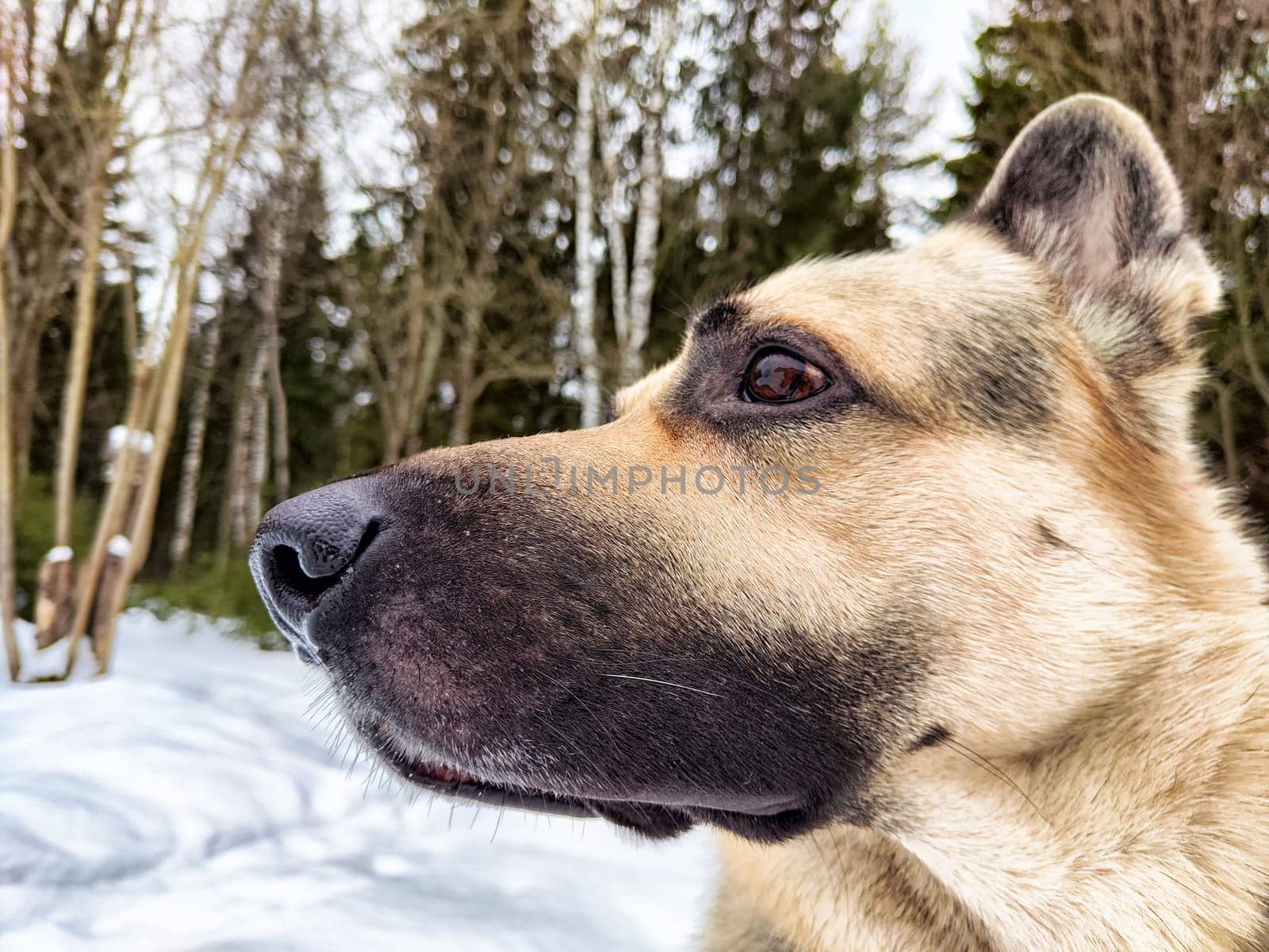 A german shepherd stands in a snowy forest, appreciating the winter cold and natures beauty around it.