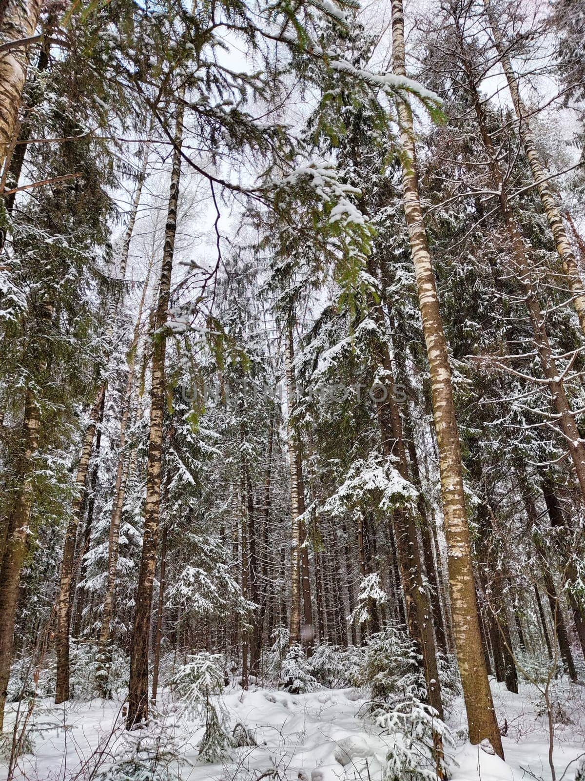 A tranquil winter forest filled with snow-covered trees stands quietly under a gray sky.