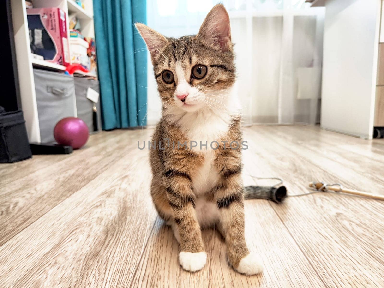 A playful tabby kitten sits on a wooden floor, gazing curiously in a sunlit living room filled with toys and soft furnishings.