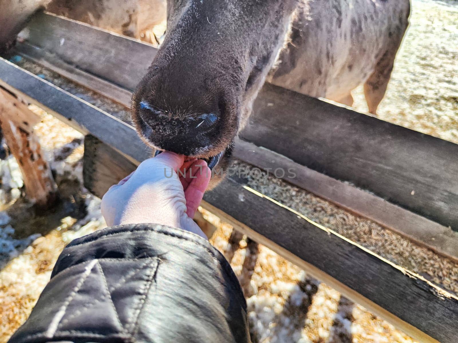 A person is feeding a maral deer at a farm, sharing a moment of connection in the winter light.
