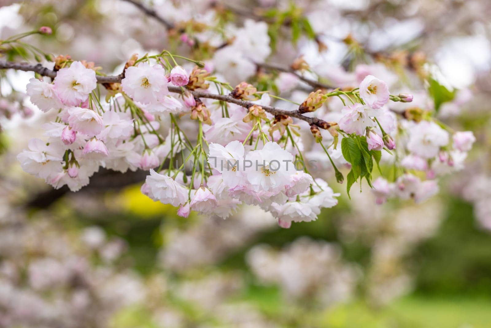 Cherry blossom flowers blooming on a branch in spring, creating a beautiful and delicate display of nature's beauty