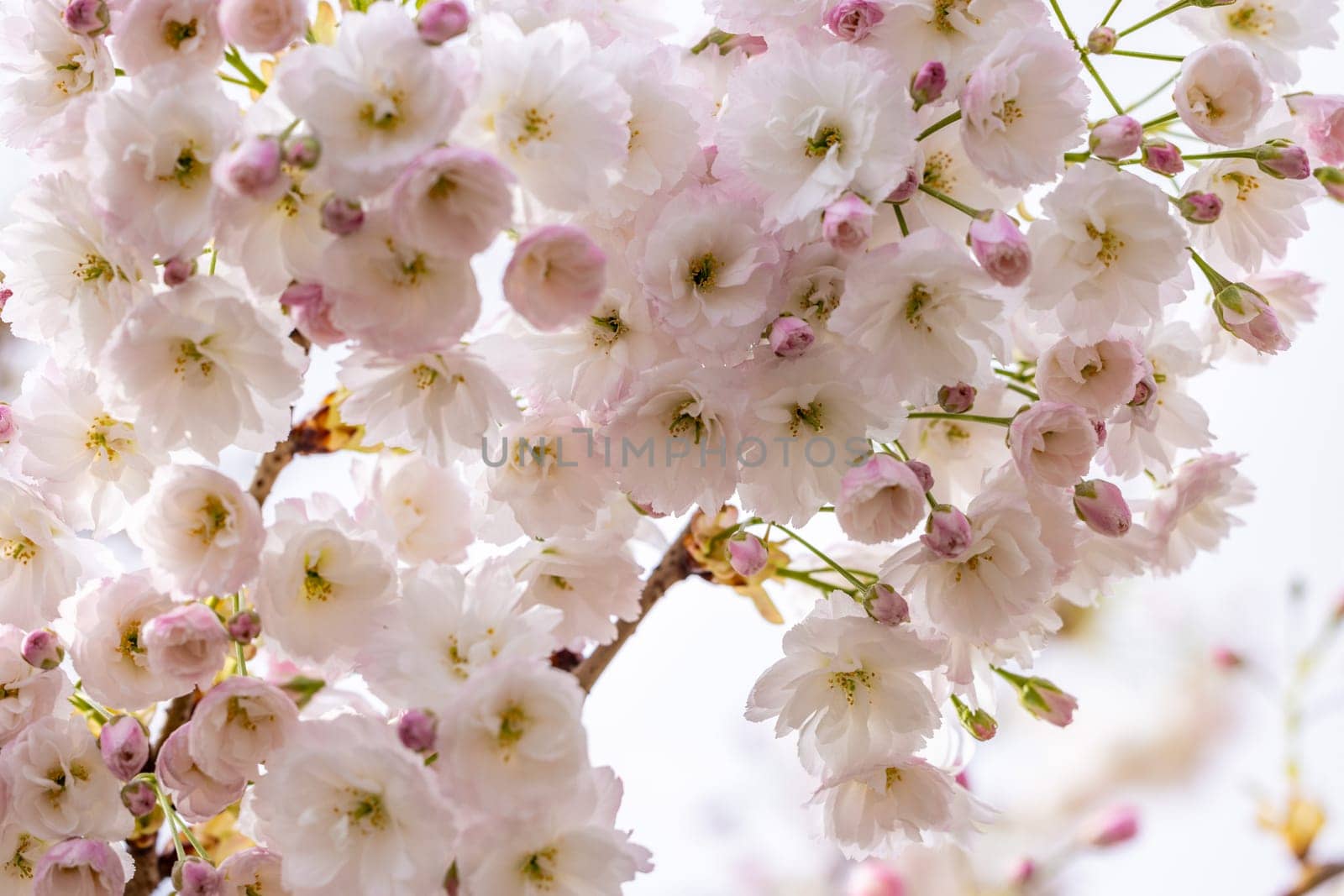 Delicate pink and white sakura flowers blooming on branches, creating a beautiful floral display against a soft background