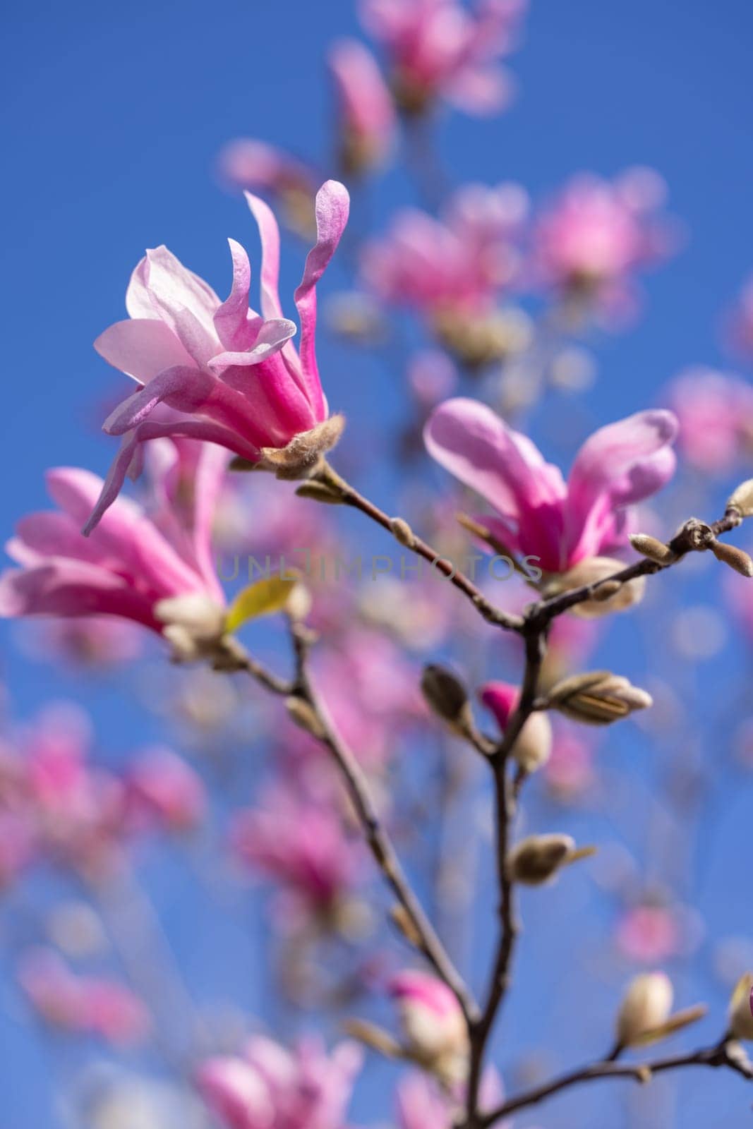 Pink magnolia flowers blooming on a branch against a clear blue sky, celebrating the arrival of spring