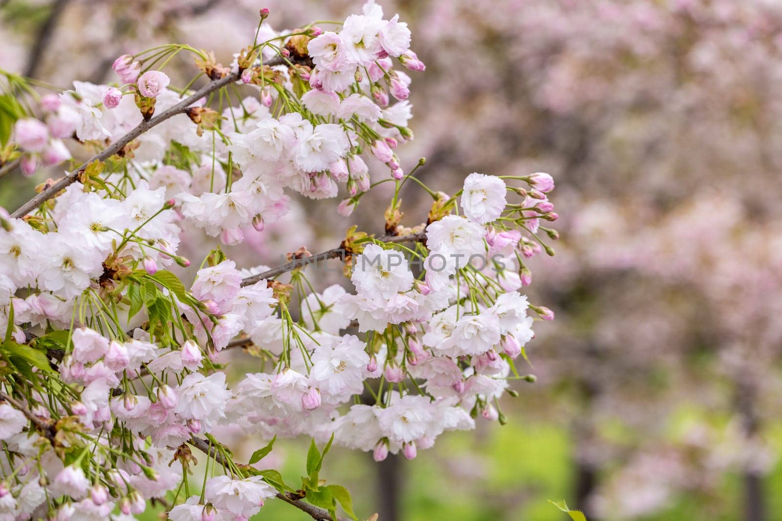 Cherry blossom flowers blooming on a spring day, creating a beautiful and serene natural scene