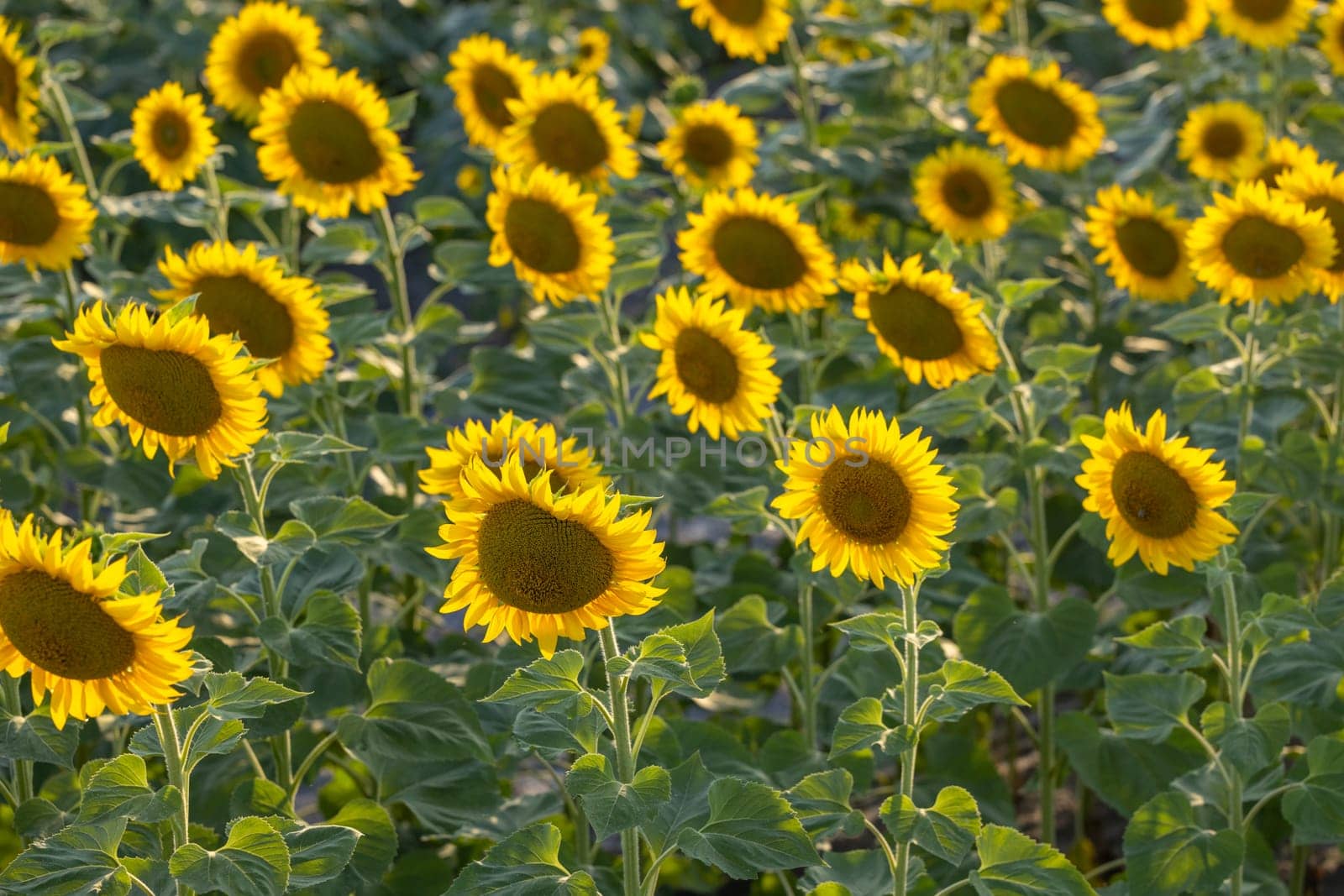 Vibrant yellow sunflowers thriving in a sprawling agricultural field, creating a stunning display of nature's beauty during summer