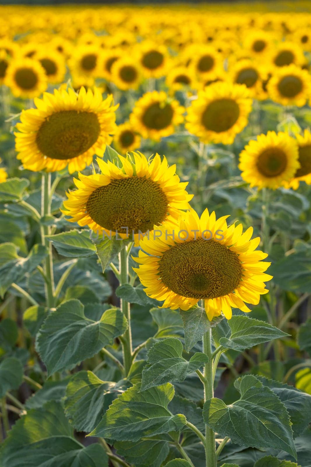Sunflowers growing in a field illuminated by sunlight, creating a vibrant and beautiful agricultural landscape