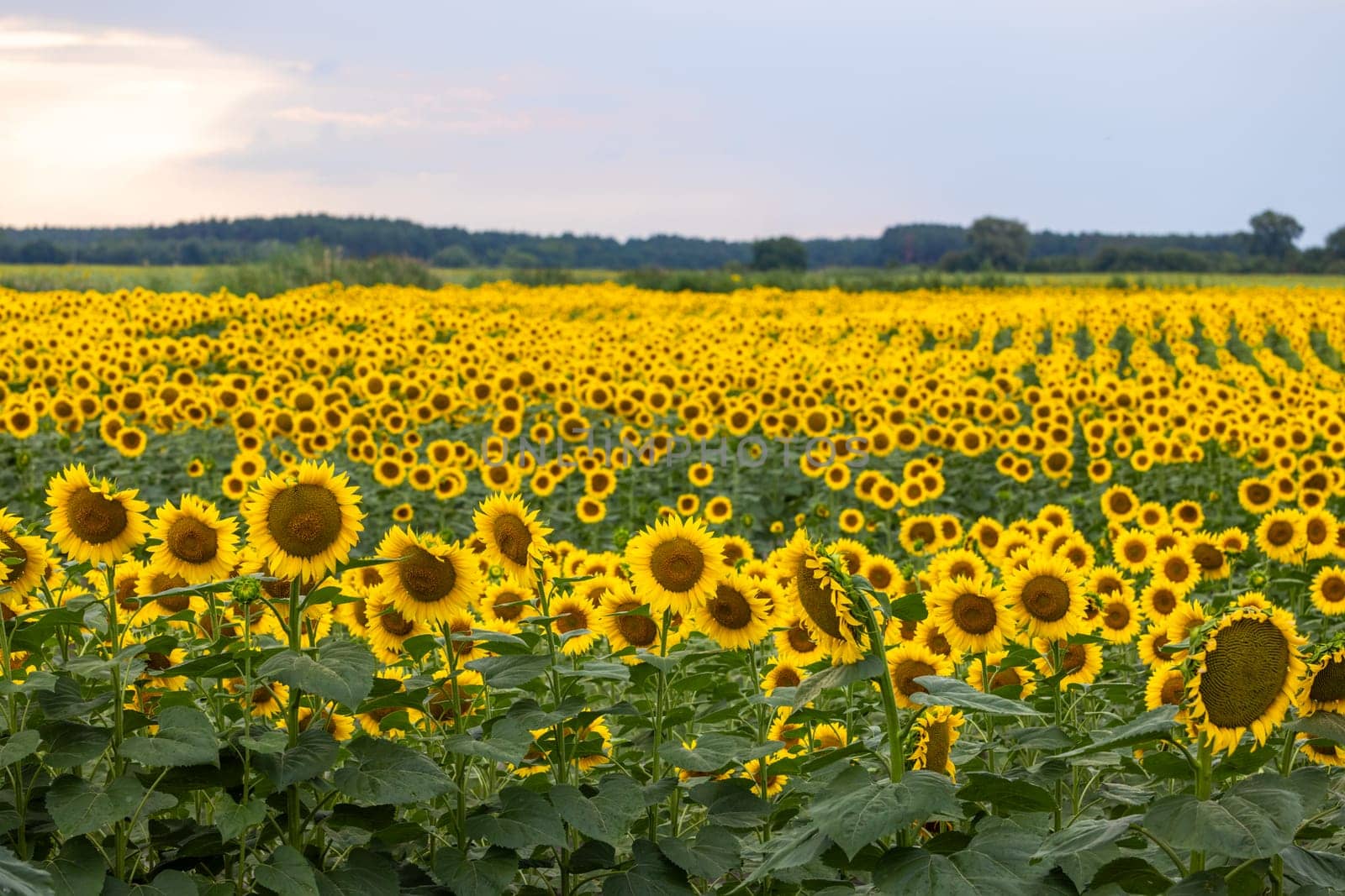 Beautiful sunflowers blooming in an agricultural field, creating a picturesque landscape under a cloudy sky