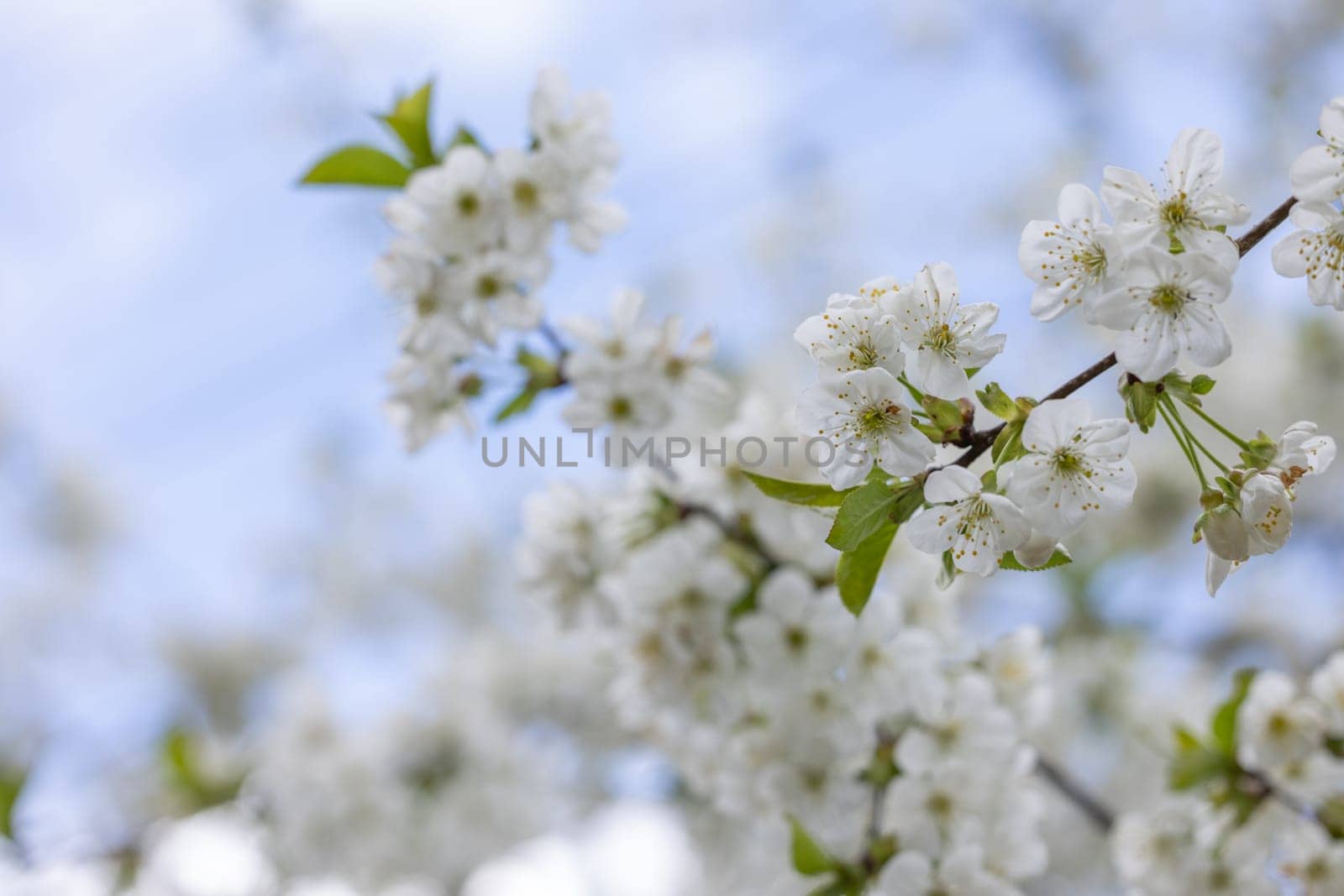 Cherry tree branch with delicate white flowers blooming against a clear blue sky, capturing the essence of spring