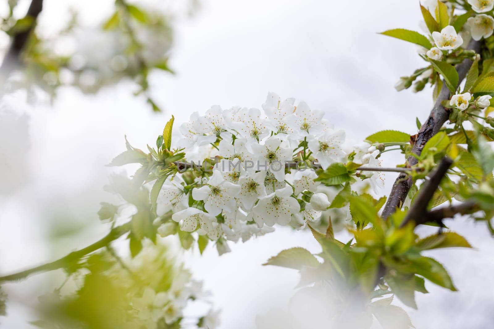 Cherry tree branch blooming with delicate white flowers and fresh green leaves, signaling the arrival of spring