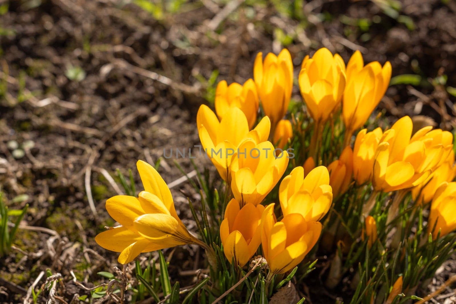 Close up of vibrant yellow crocus flowers emerging from the earth, signaling the arrival of spring and renewal