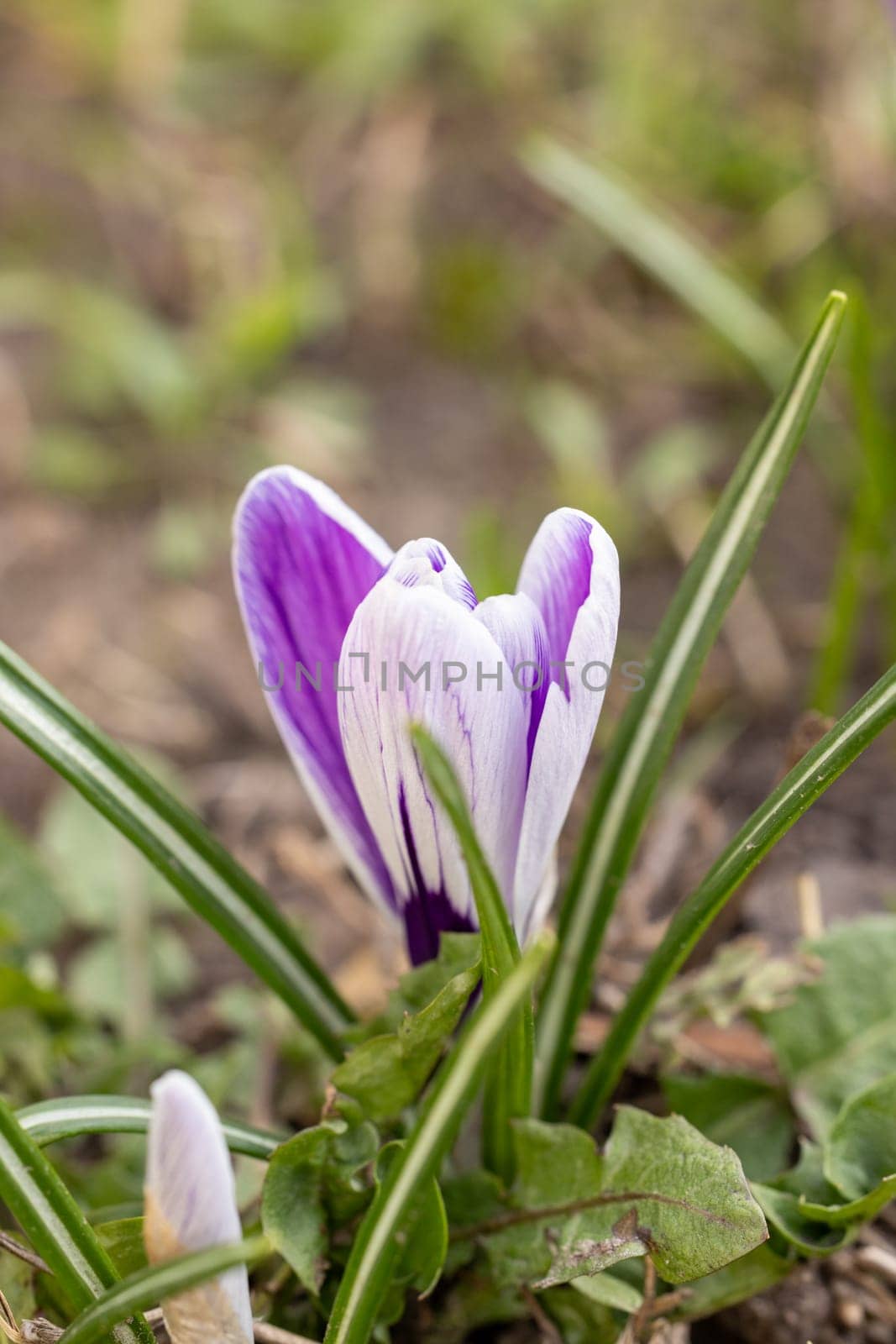 Purple and white crocus flower emerging from the ground, symbolizing the arrival of spring and the renewal of nature
