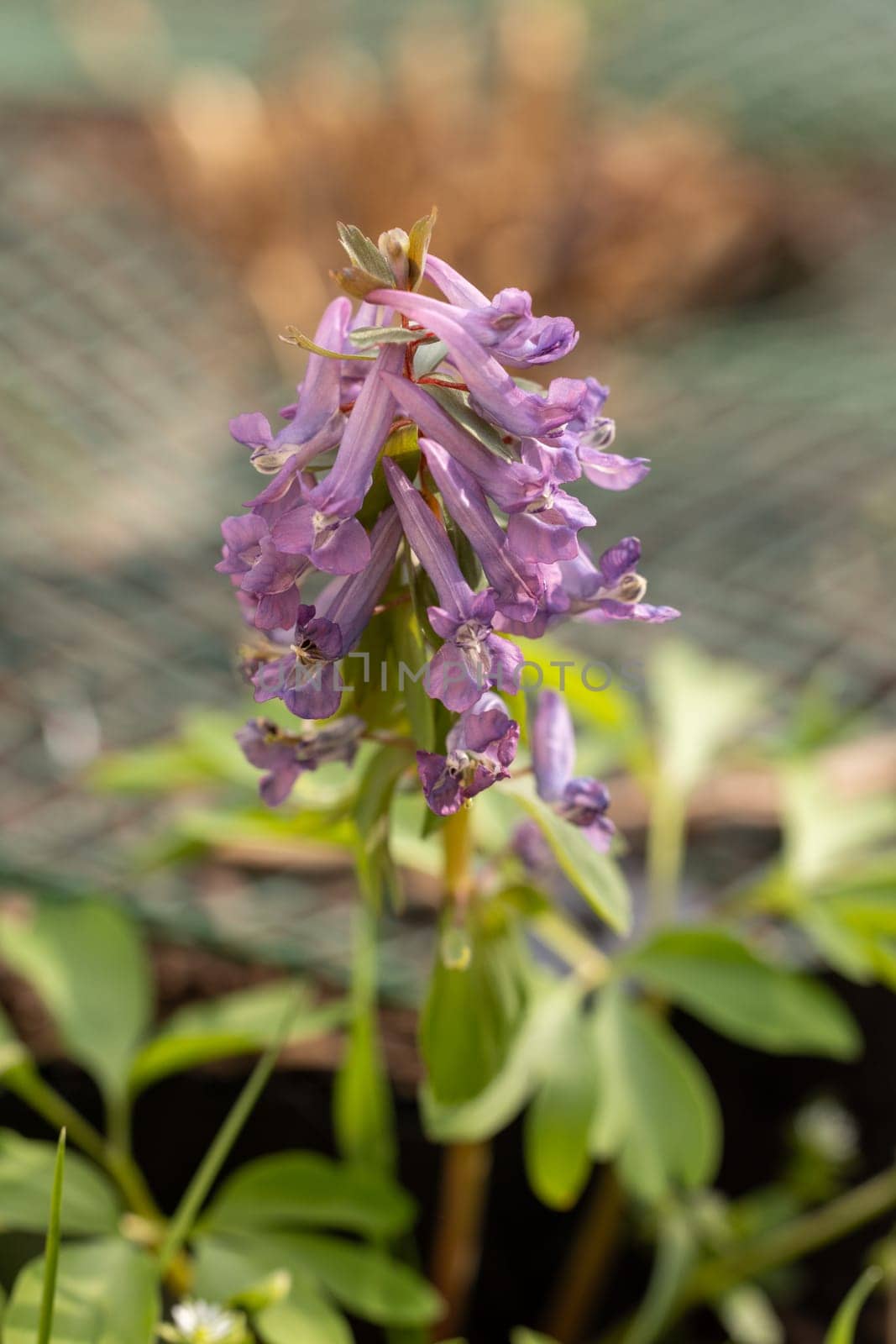 Beautiful purple corydalis solida flowers blooming in a spring garden, adding a touch of vibrant color to the natural landscape