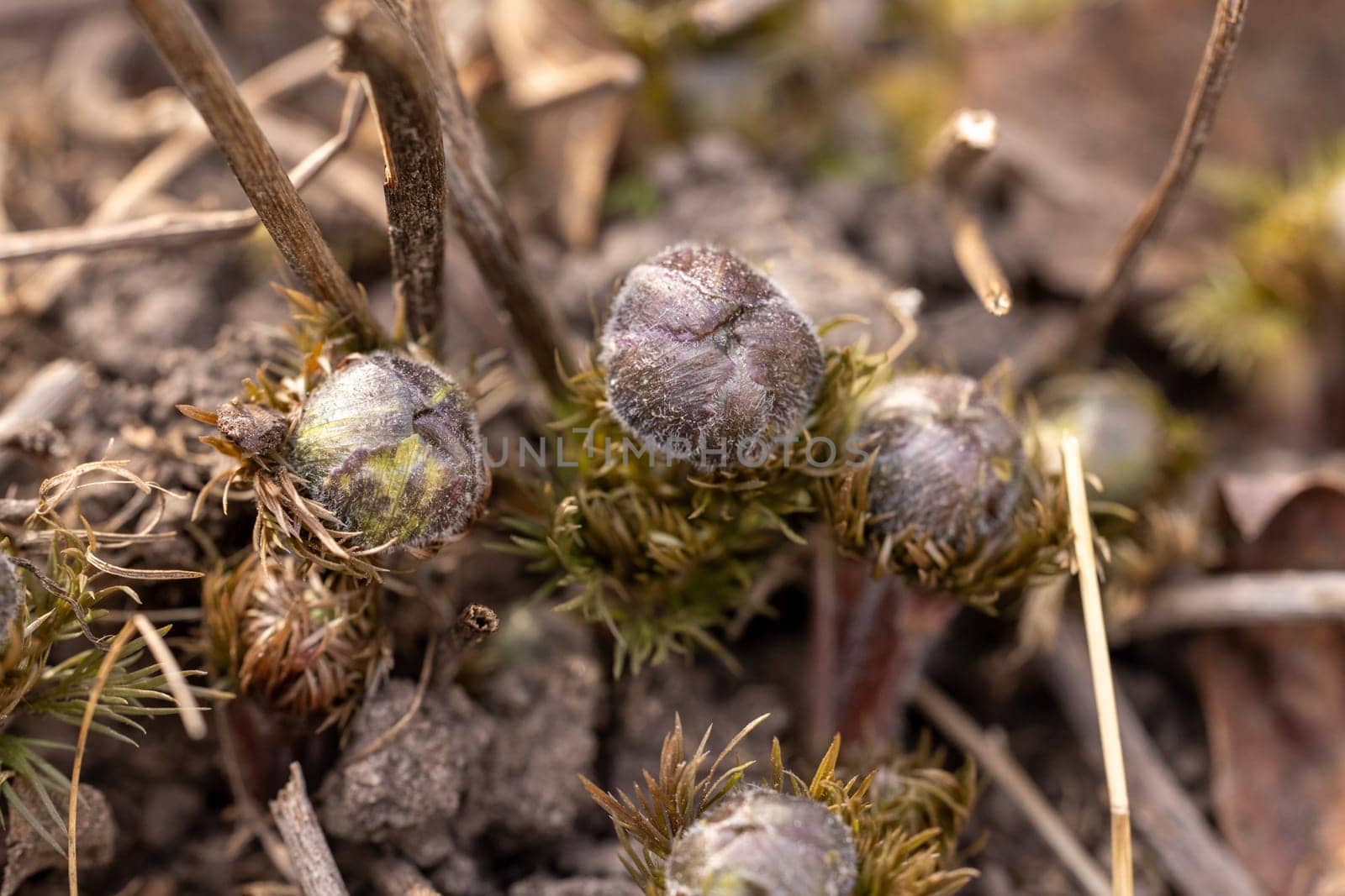 Close up of pulsatilla vulgaris buds emerging from the ground, covered in fine hairs, promising vibrant blooms in the coming weeks