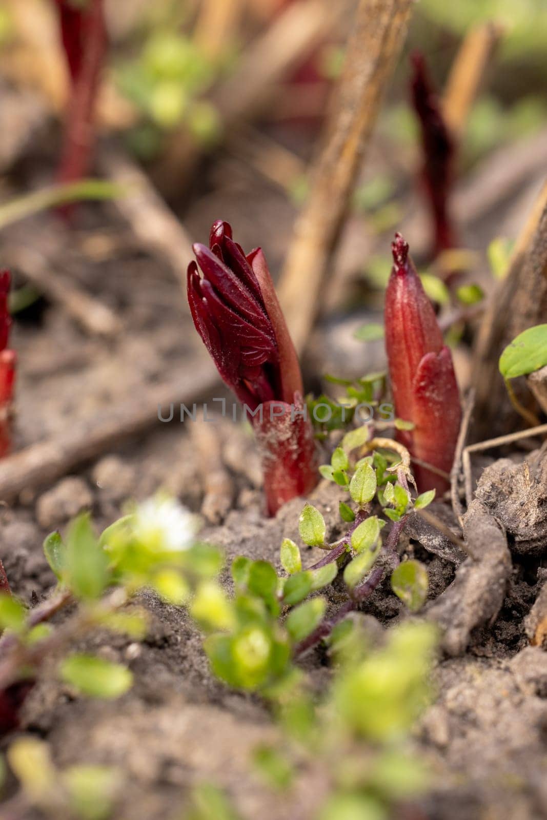 Close up view of vibrant red peony sprouts emerging in a garden, signaling the joyful arrival of spring and new life