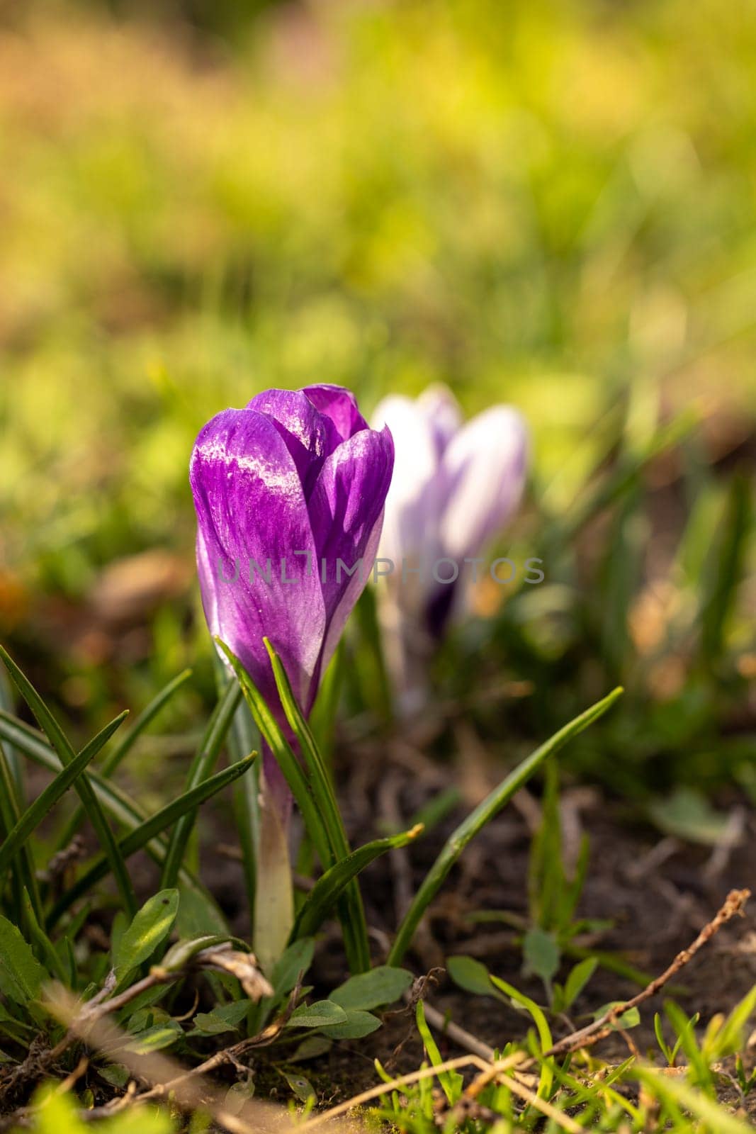 Close up of a vibrant purple crocus flower emerging from the ground, symbolizing the arrival of spring and the renewal of nature