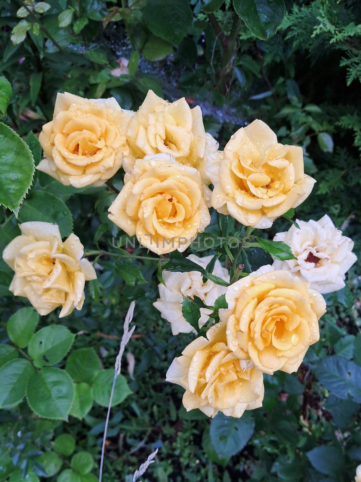A cluster of yellow roses with droplets of water on their petals. The flowers are surrounded by green leaves, indicating a garden setting. The droplets suggest a recent rain or watering, enhancing the freshness and vibrancy of the roses.
