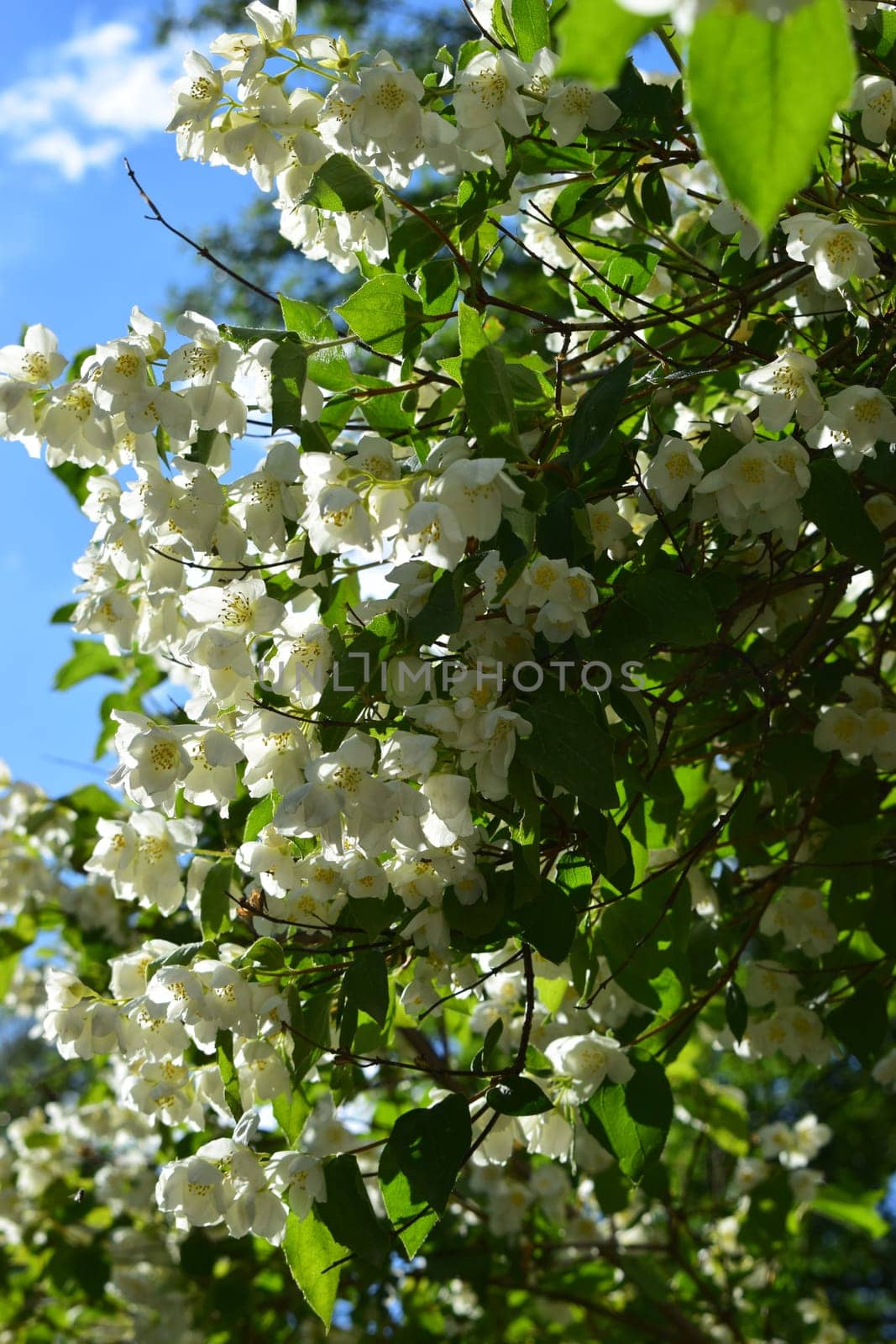 The image depicts a lush flowering bush with numerous white blossoms of jasmine set against a bright blue sky with a few scattered clouds. The green foliage and vibrant flowers