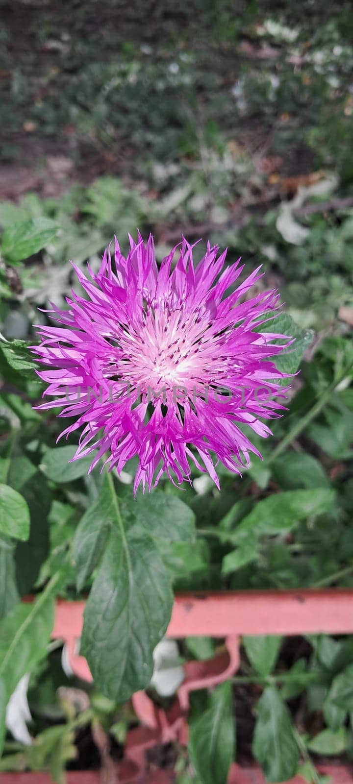 A close-up view of a blooming cornflower with vibrant purple petals and a light yellow center. The background consists of green foliage, which contrasts with the bright flower in the foreground.