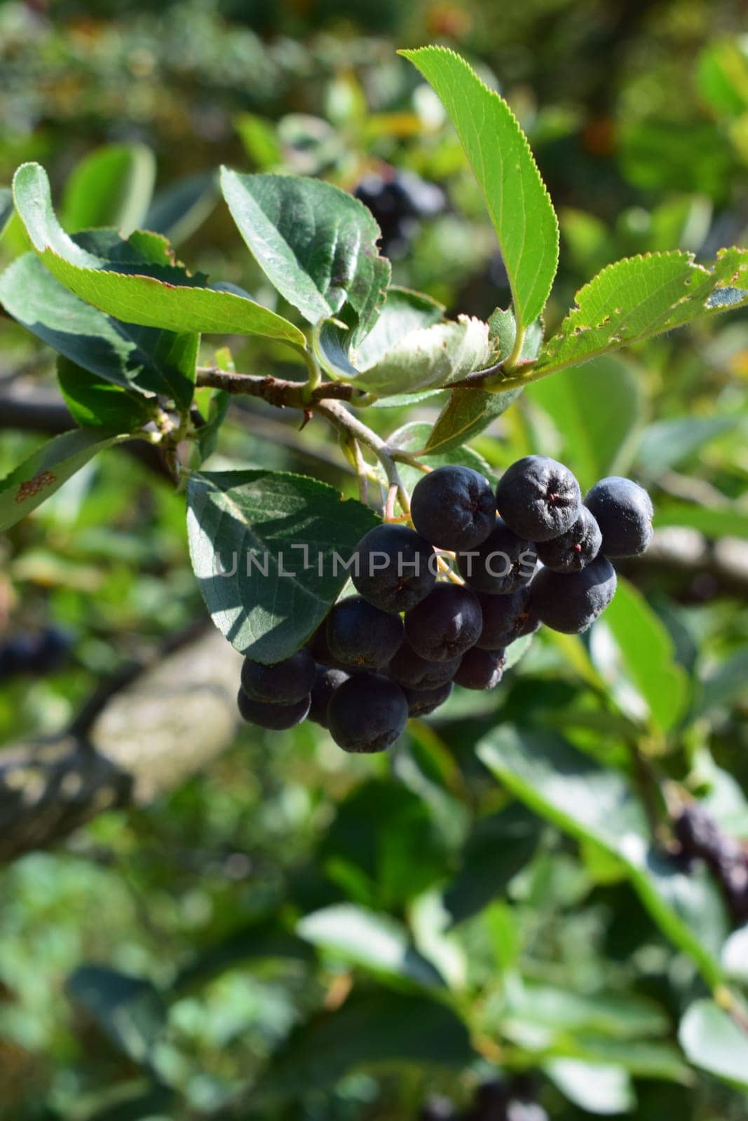 A cluster of dark purple berries (black rowanberry, blackcurrant rowan) hanging from a plant. The berries are attached to red stems and surrounded by green leaves.
