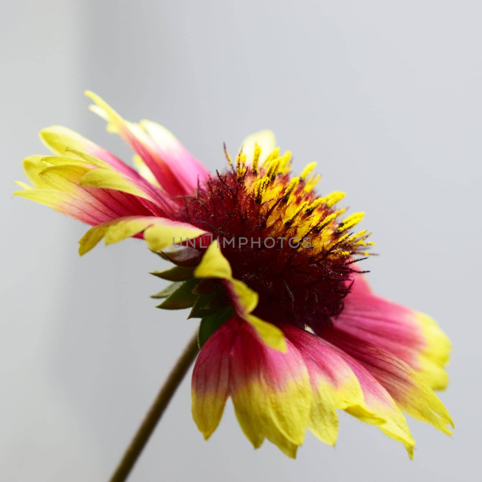 A Gaillardia flower with vibrant colors, predominantly pink, yellow and dark red. The petals are mostly yellow with pink edges and are curved outward. The center of the flower is dark with yellow stamens extending upward. The background is unfocused, highlighting the flower as the focal point.