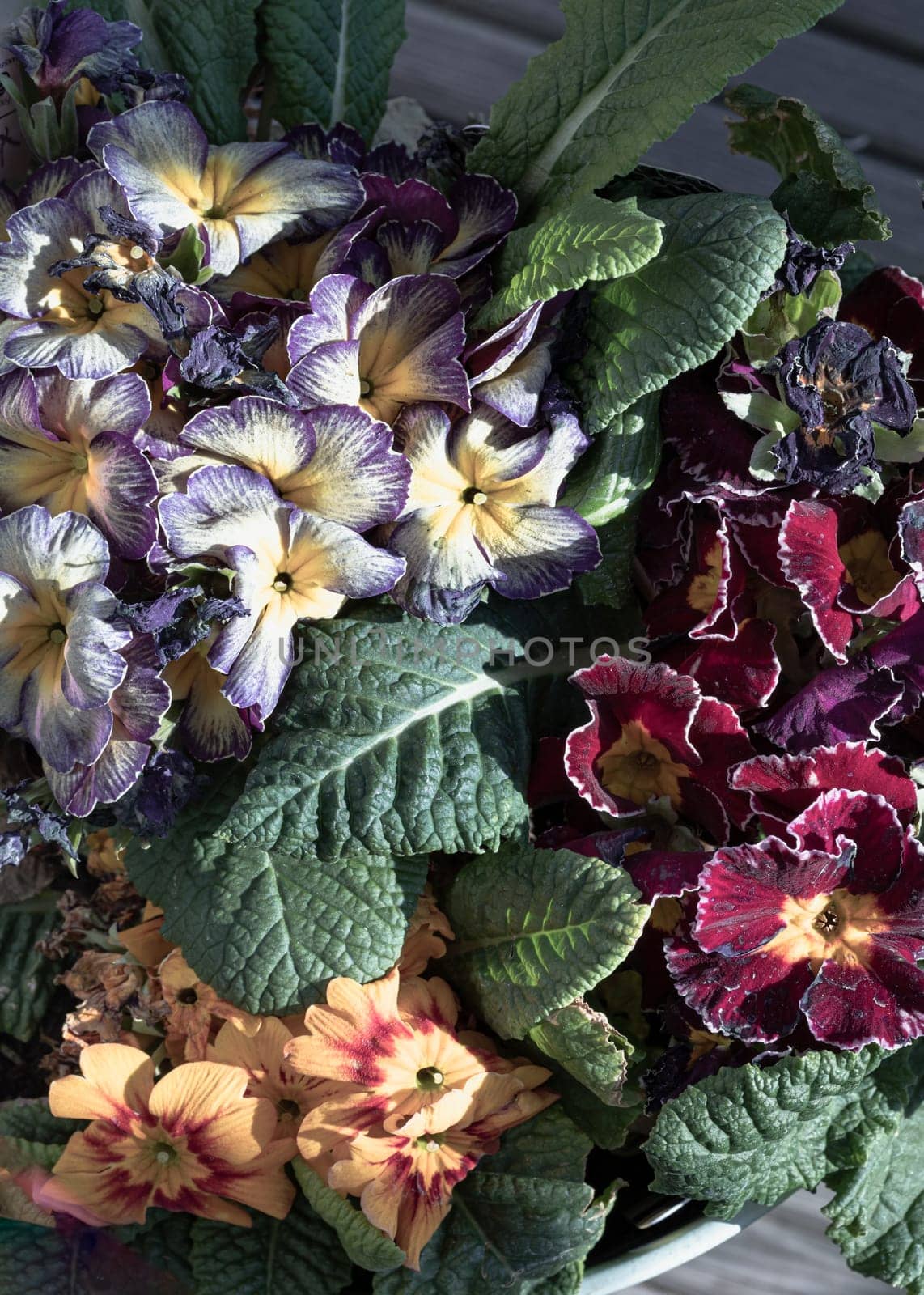 Multicolor primula with Starflame antique shades, Marietta and Flamenco deep purple white edge. Colorful bright primrose flowers floral with green leaves background, Primula Vulgaris. use it as your Space for text, Design, Wallpaper and Poster.